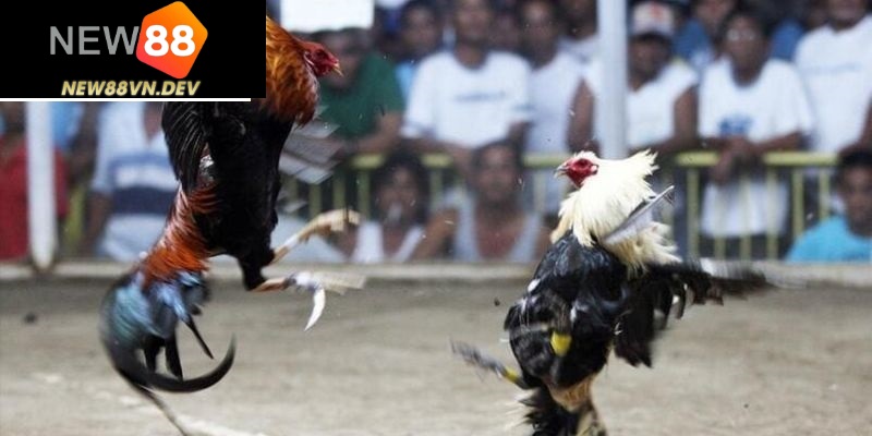 Đá gà trực tiếp hôm nay
