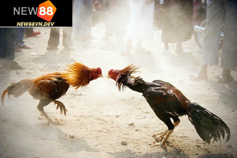 Đá Gà Cựa Sắt New88
