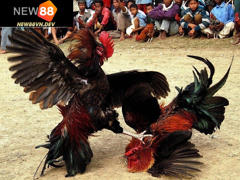 Cược Đá Gà Cựa Sắt New88 với 3 lựa chọn