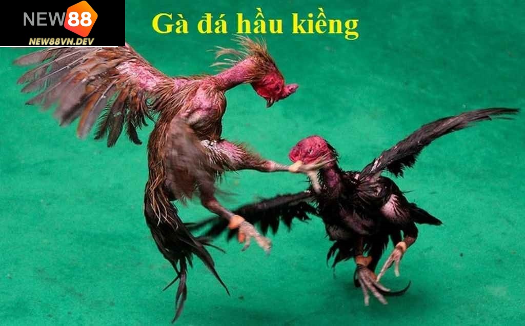 Gà Đá Hầu Kiềng New88 là gì?