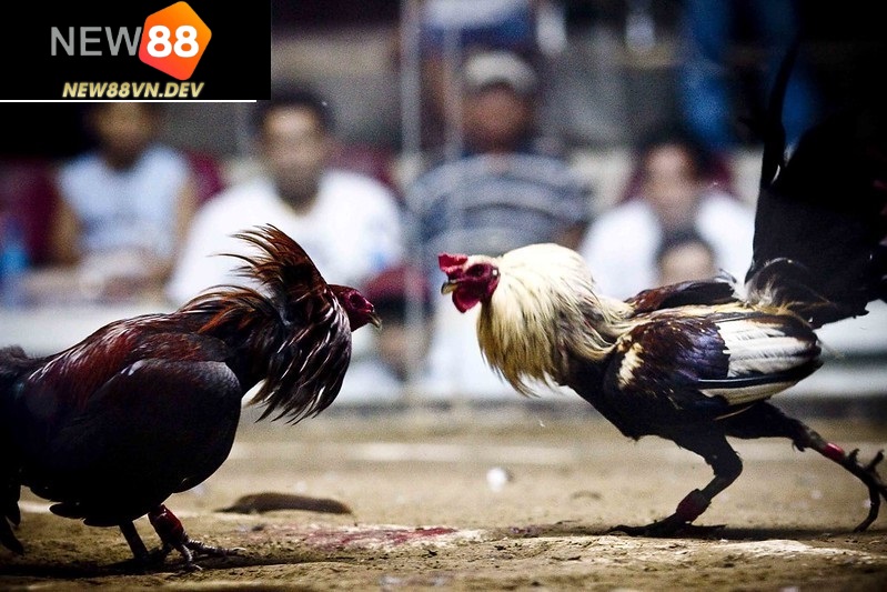 Đặc điểm của giống gà đá Mỹ