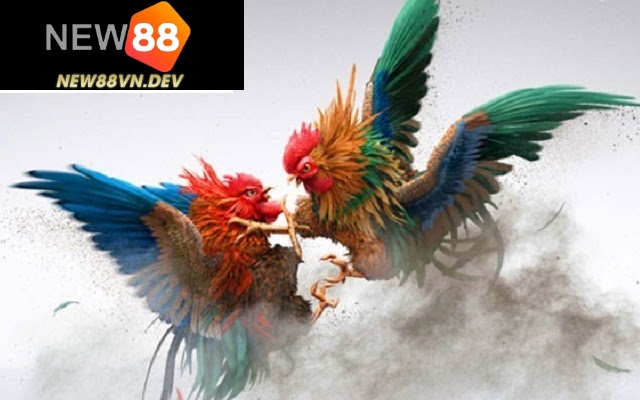 Cách phân định thắng thua Đá Gà Thomo New88