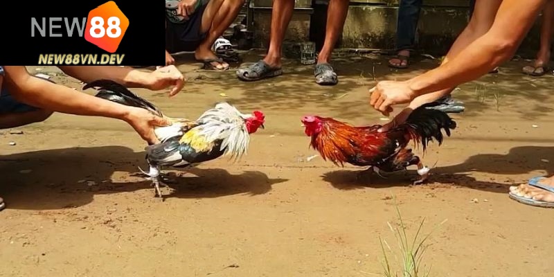 Nguồn gốc và lịch sử của gà tre Thomo