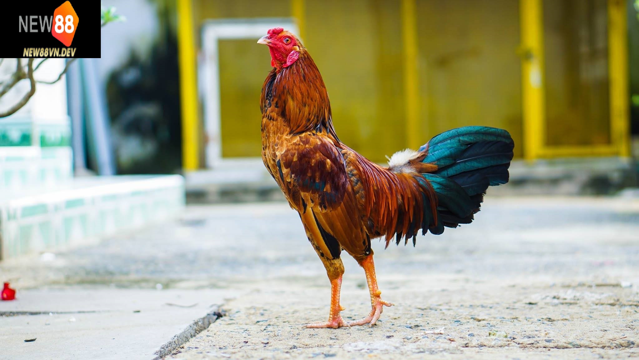 Kỹ thuật huấn luyện và chăm sóc gà tre Thomo